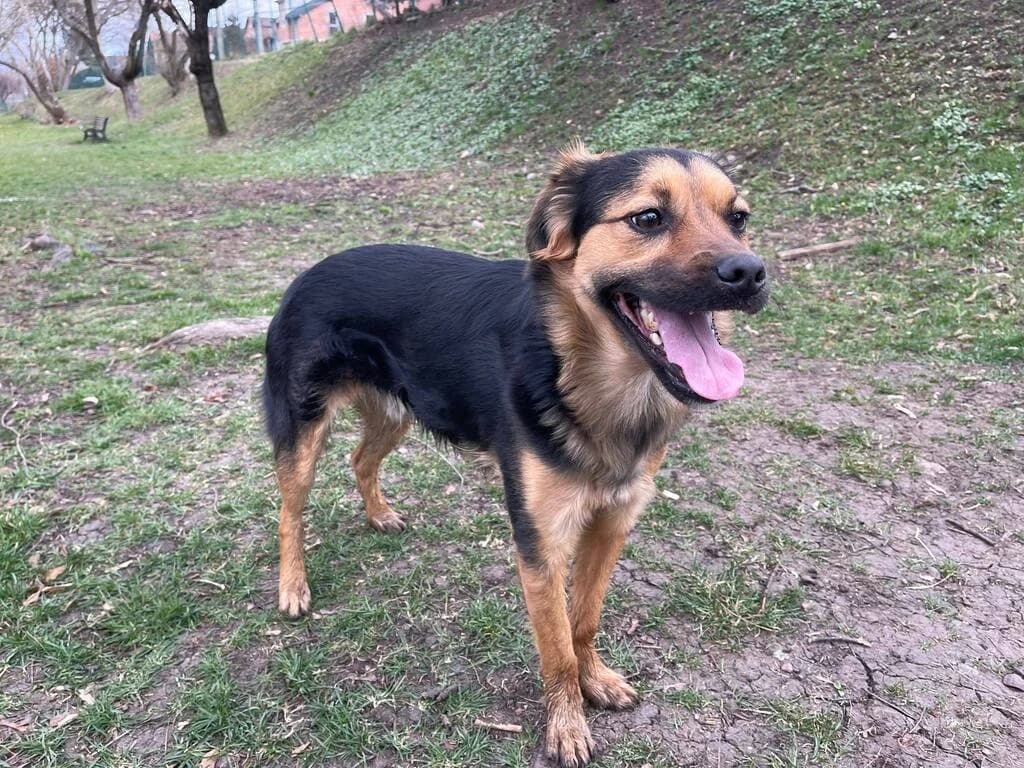 Stitch, male young Mixed Breed for adoption at Ein Herz für Streuner e.V., München