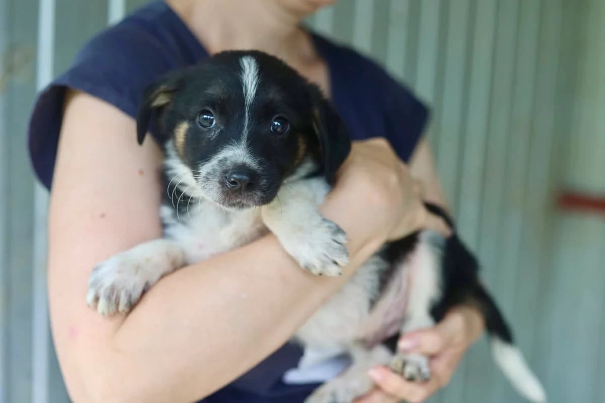 Stitch, male puppy Mixed Breed for adoption at Ein Herz für Streuner e.V., München
