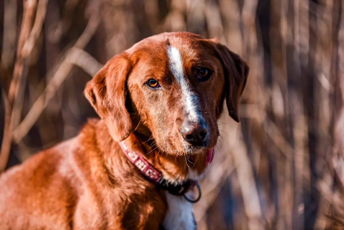 Stitch, male 4yo Mixed Breed for adoption at Ein Herz für Streuner e.V., München