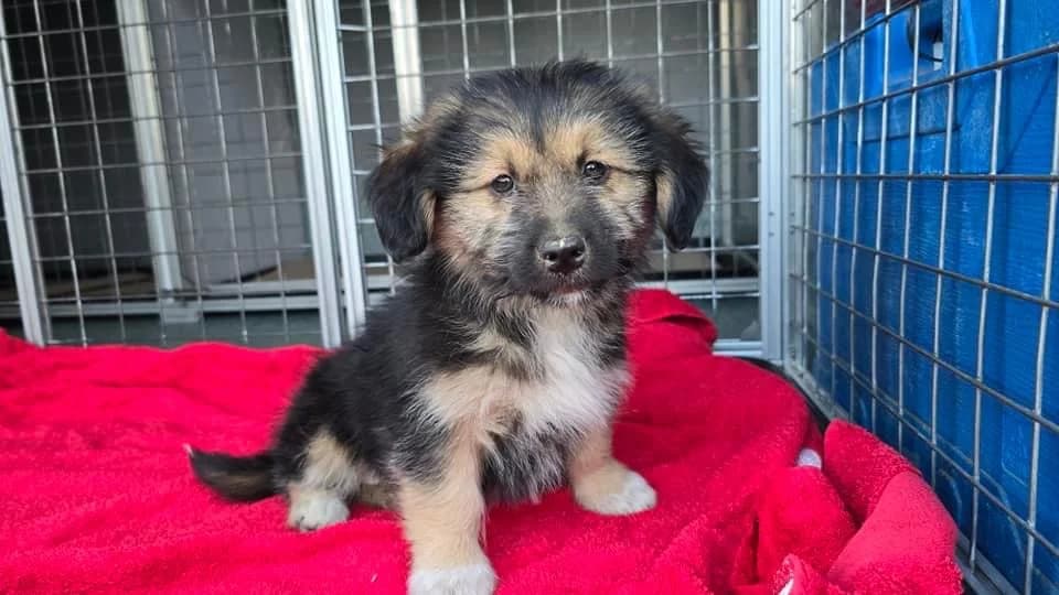 Stopsi, weiß female puppy Mixed Breed for adoption at Ein Herz für Streuner e.V., München