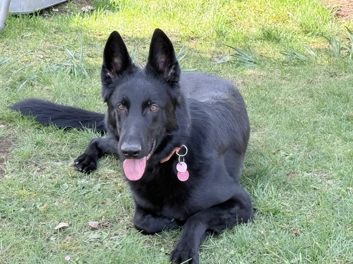 Storm, male young Mixed Breed for adoption at Ein Herz für Streuner e.V., München