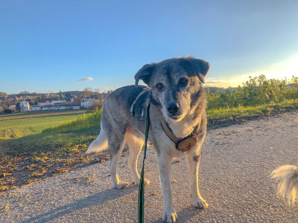 Stormi, grau female 7yo Mixed Breed for adoption at Ein Herz für Streuner e.V., München