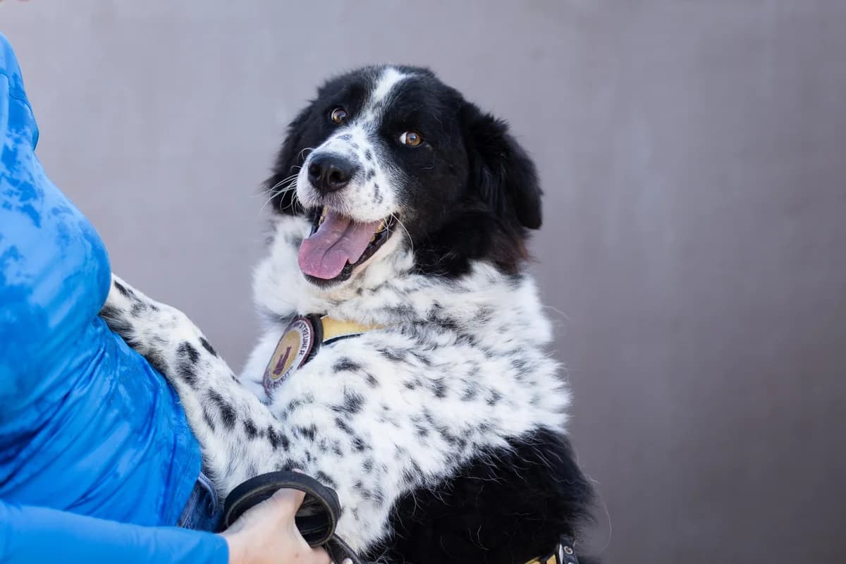 Stracciatella, male 5yo Mixed Breed for adoption at Ein Herz für Streuner e.V., München