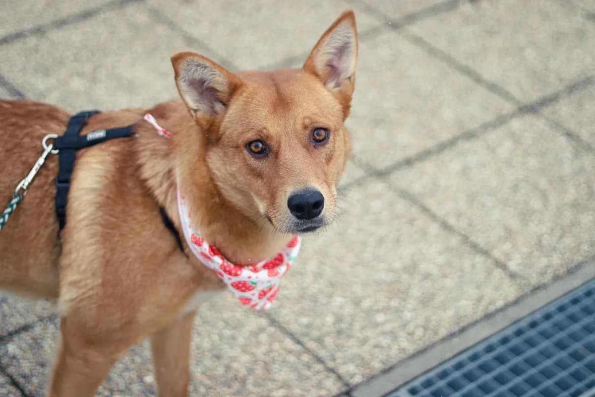 Strawberry, female 5yo Mixed Breed for adoption at Ein Herz für Streuner e.V., München