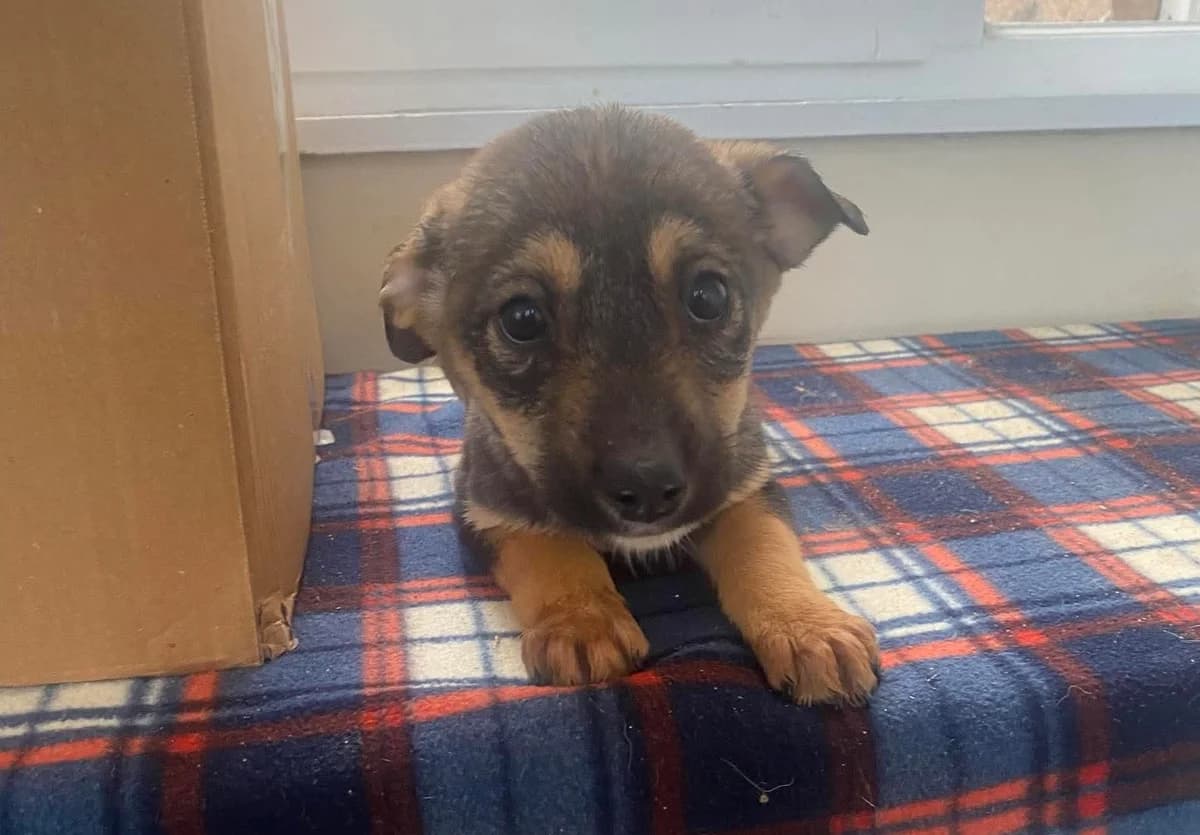 Strelka, female puppy Mixed Breed for adoption at Ein Herz für Streuner e.V., München