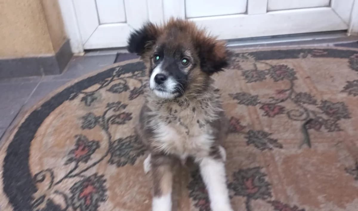 Streuner, male puppy Mixed Breed for adoption at Ein Herz für Streuner e.V., München