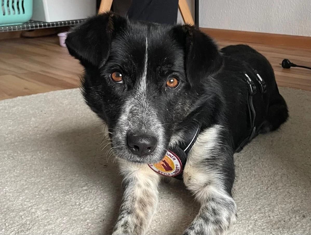 Strolch, schwarz male young Mixed Breed for adoption at Ein Herz für Streuner e.V., München