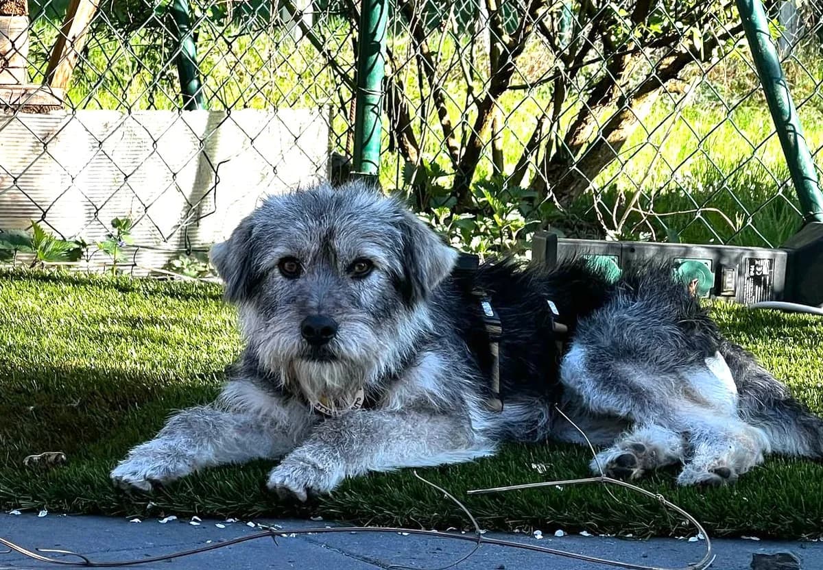 Strolch, male puppy Mixed Breed for adoption at Ein Herz für Streuner e.V., München