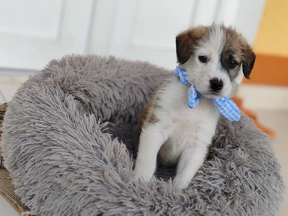 Strolch, weiß male young Mixed Breed for adoption at Ein Herz für Streuner e.V., München
