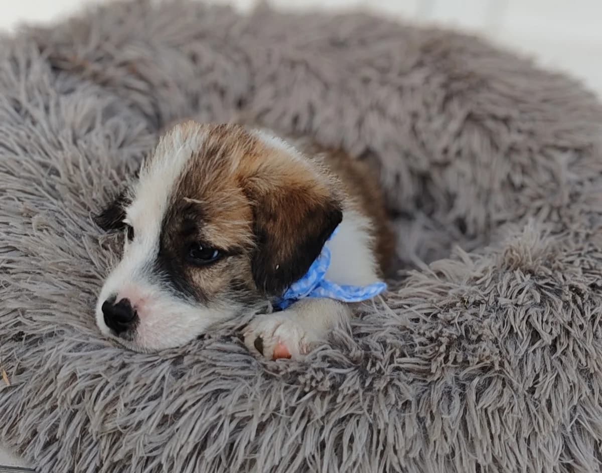 Strolch, weiß male young Mixed Breed for adoption at Ein Herz für Streuner e.V., München