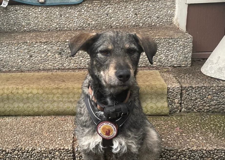 Strolch, male young Mixed Breed for adoption at Ein Herz für Streuner e.V., München
