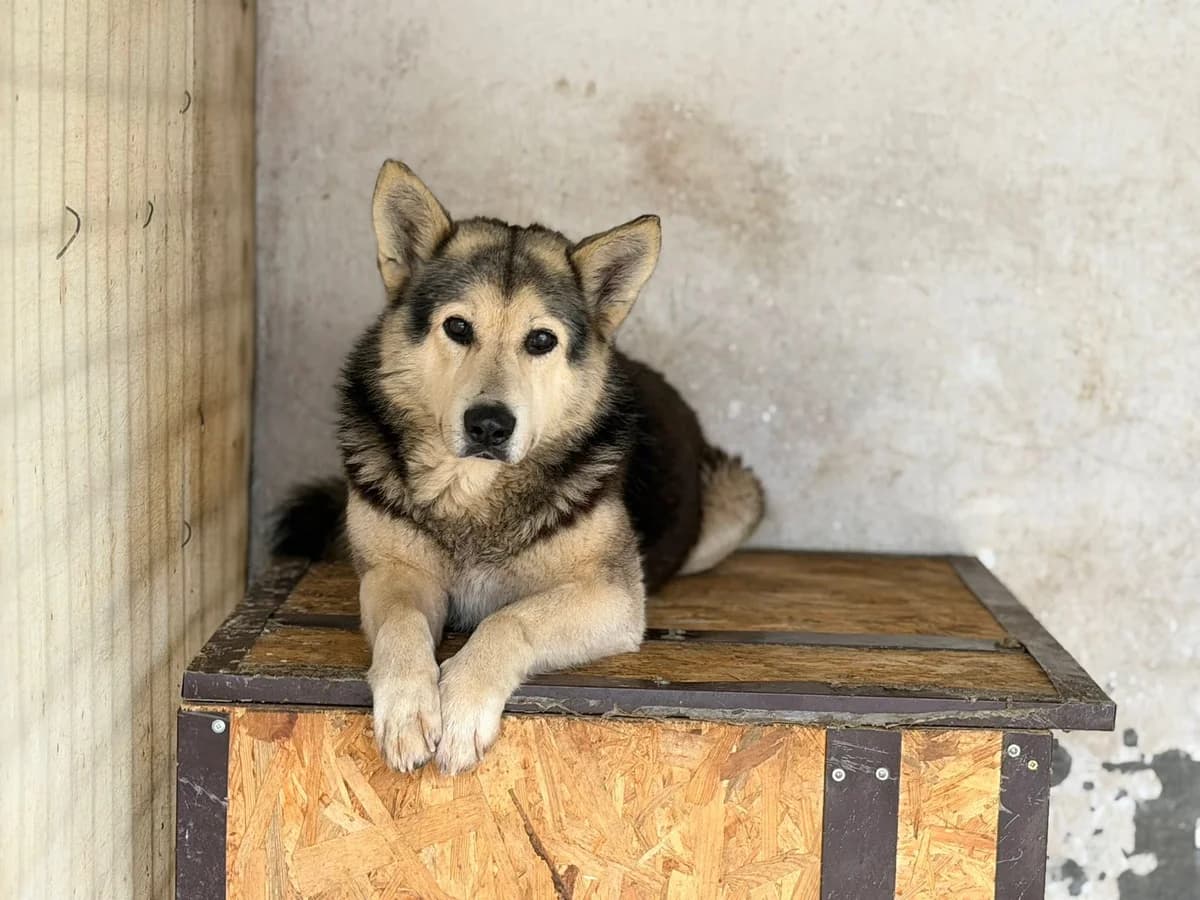 Strolch, male senior Mixed Breed for adoption at Ein Herz für Streuner e.V., München