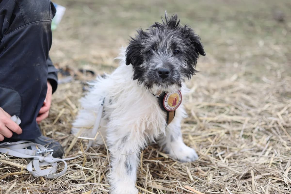 Strolchi, schwarz male puppy Mixed Breed for adoption at Ein Herz für Streuner e.V., München