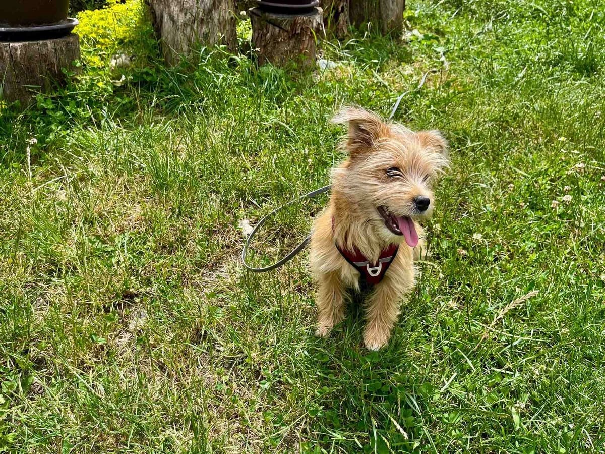 Strolchi, female puppy Mixed Breed for adoption at Ein Herz für Streuner e.V., München