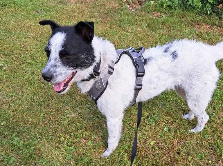Strolchi, male 4yo Mixed Breed for adoption at Ein Herz für Streuner e.V., München