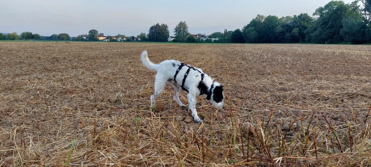 Strolchi, male 4yo Mixed Breed for adoption at Ein Herz für Streuner e.V., München