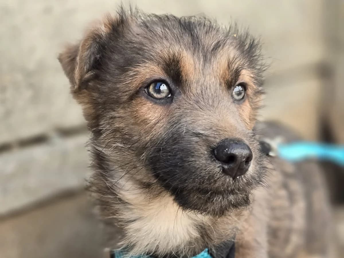 Stromer, male puppy Mixed Breed for adoption at Ein Herz für Streuner e.V., München