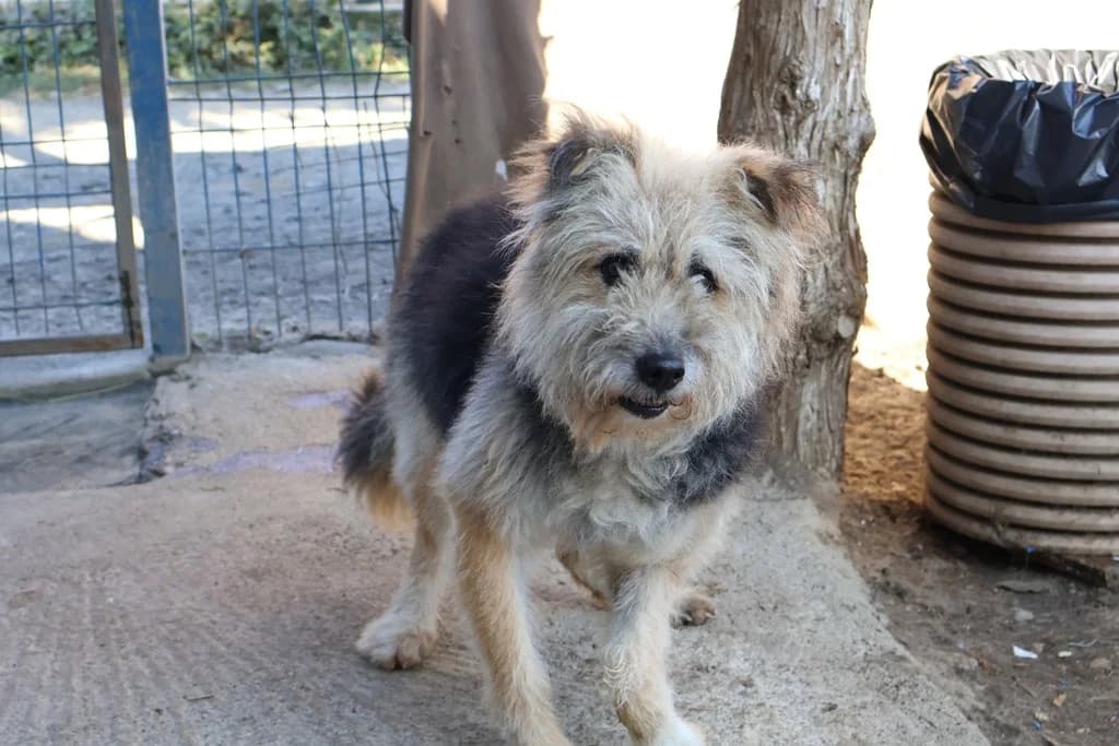 Strubbel, schwarz male senior Mixed Breed for adoption at Ein Herz für Streuner e.V., München