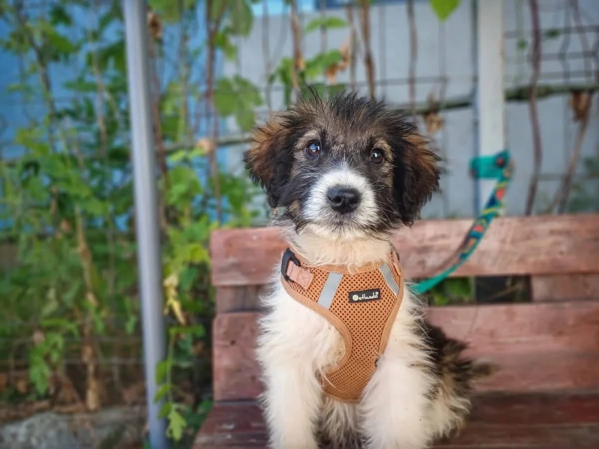 Strubbeline, female puppy Mixed Breed for adoption at Ein Herz für Streuner e.V., München