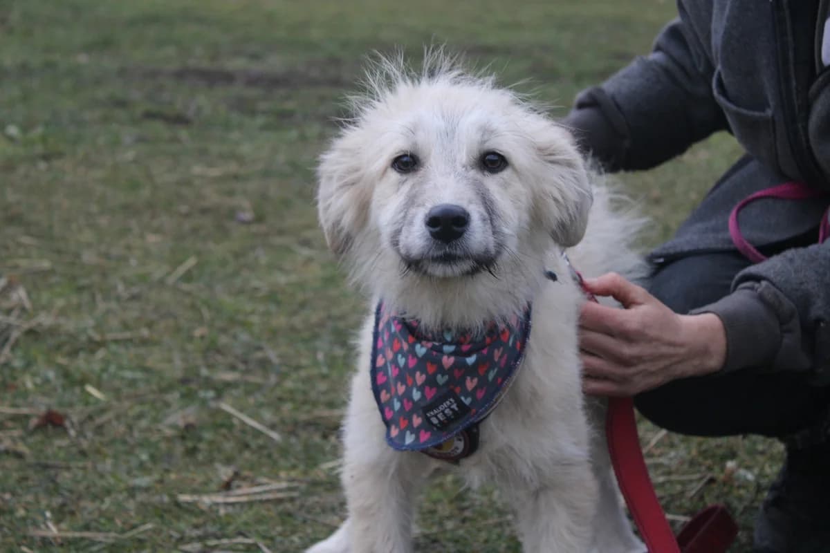Strubbeline, female puppy Mixed Breed for adoption at Ein Herz für Streuner e.V., München