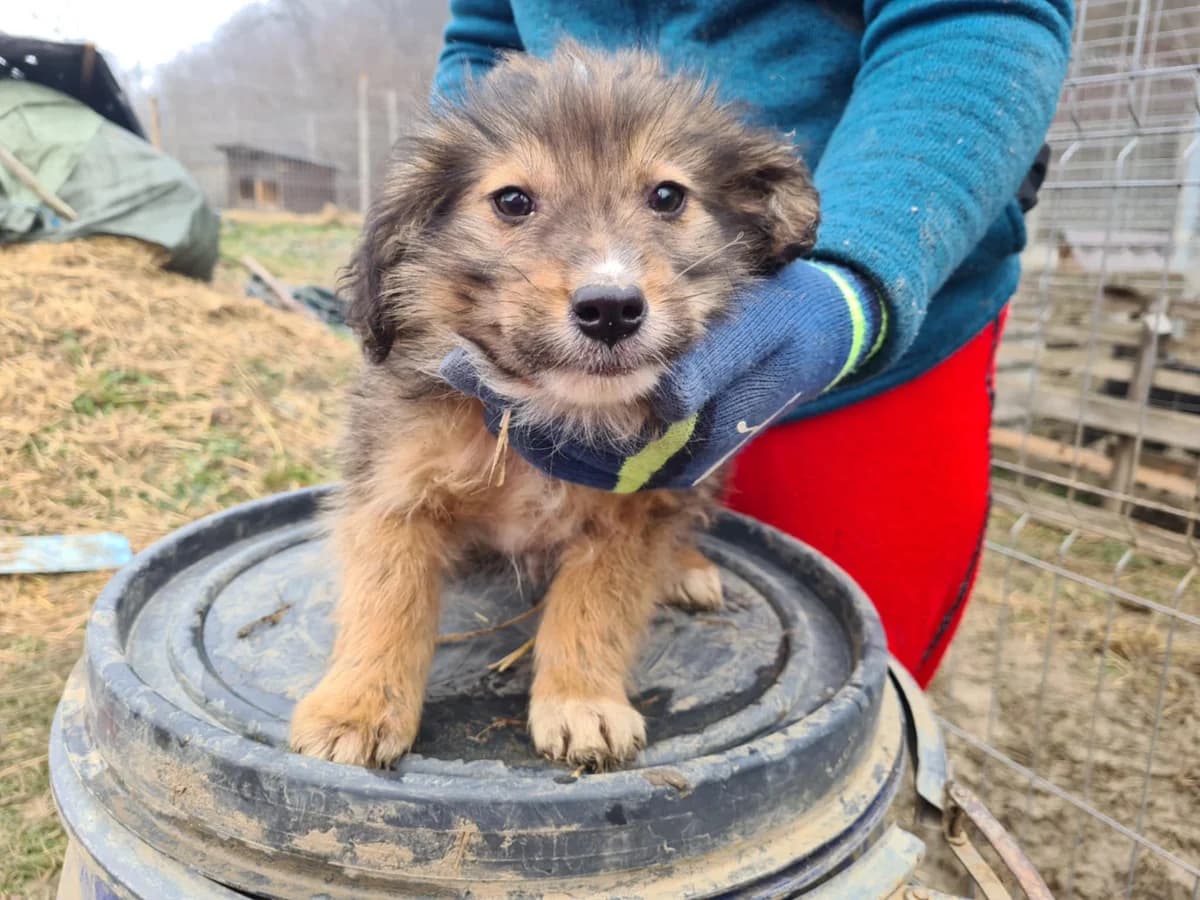 Strudel, weiß male puppy Mixed Breed for adoption at Ein Herz für Streuner e.V., München