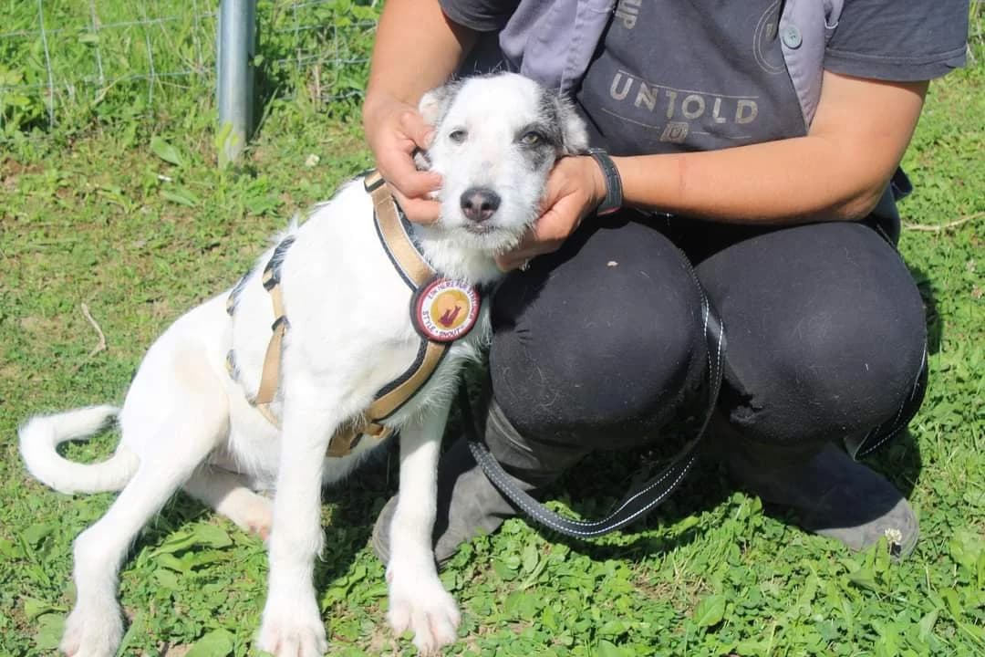 Struffi, female puppy Mixed Breed for adoption at Ein Herz für Streuner e.V., München