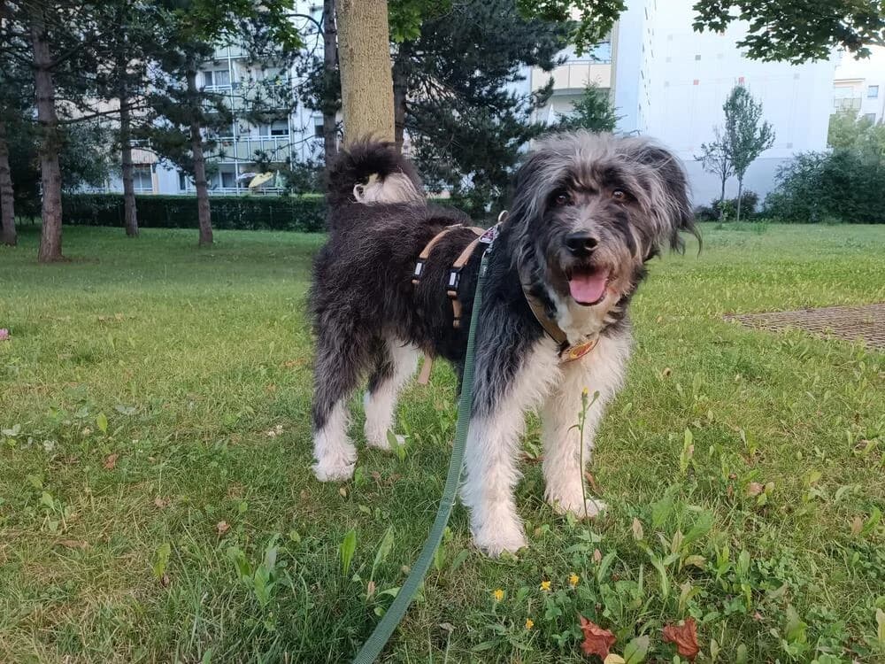 Struppi, male 3yo Mixed Breed for adoption at Ein Herz für Streuner e.V., München
