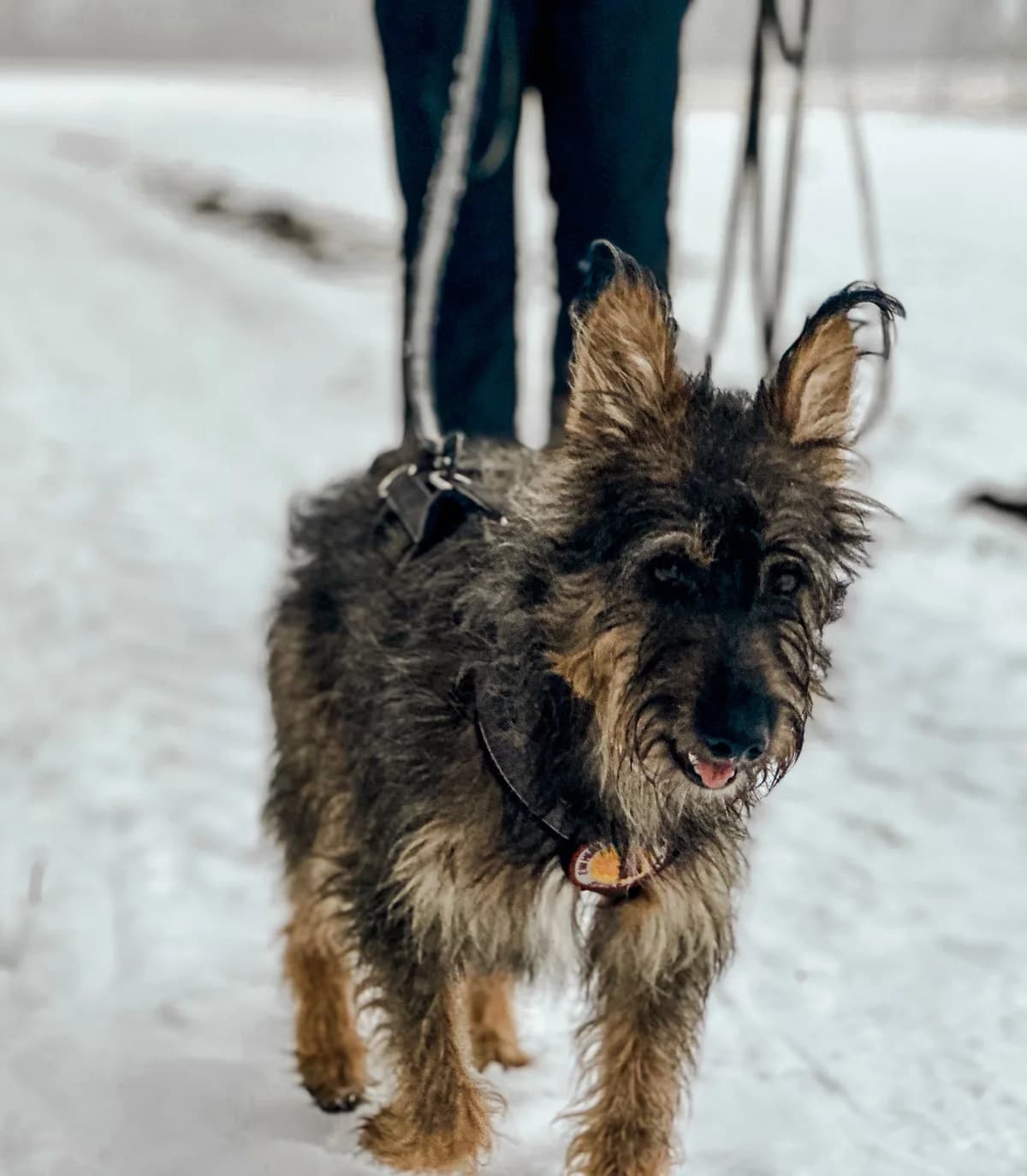 Struppi, male 5yo Mixed Breed for adoption at Ein Herz für Streuner e.V., München