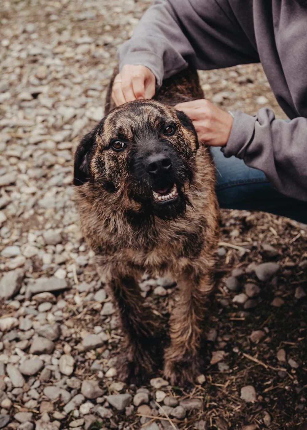 Struppi, male young Mixed Breed for adoption at Ein Herz für Streuner e.V., München
