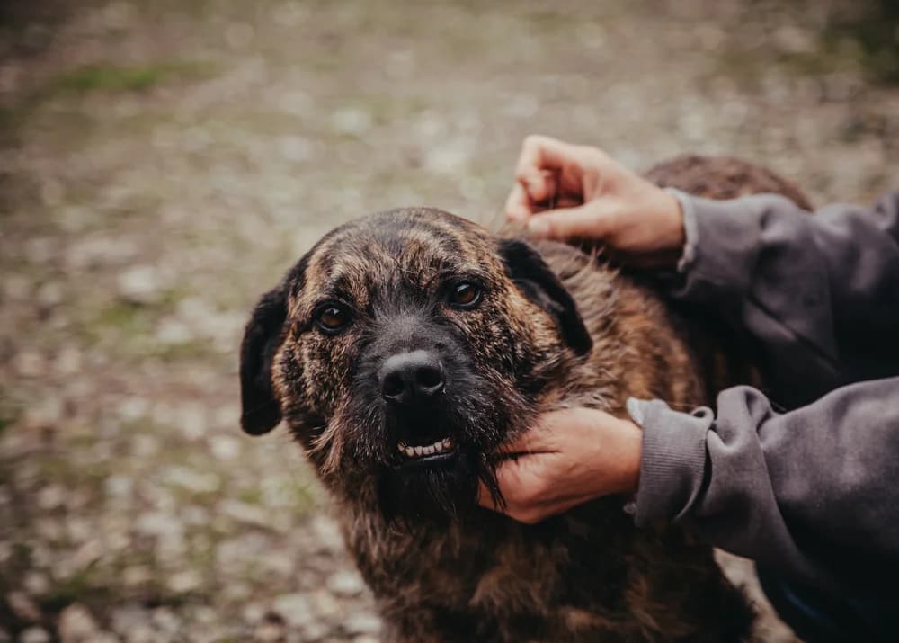 Struppi, male young Mixed Breed for adoption at Ein Herz für Streuner e.V., München