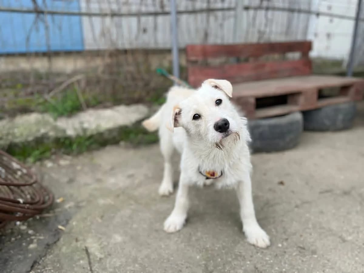 Struppi, male puppy Mixed Breed for adoption at Ein Herz für Streuner e.V., München