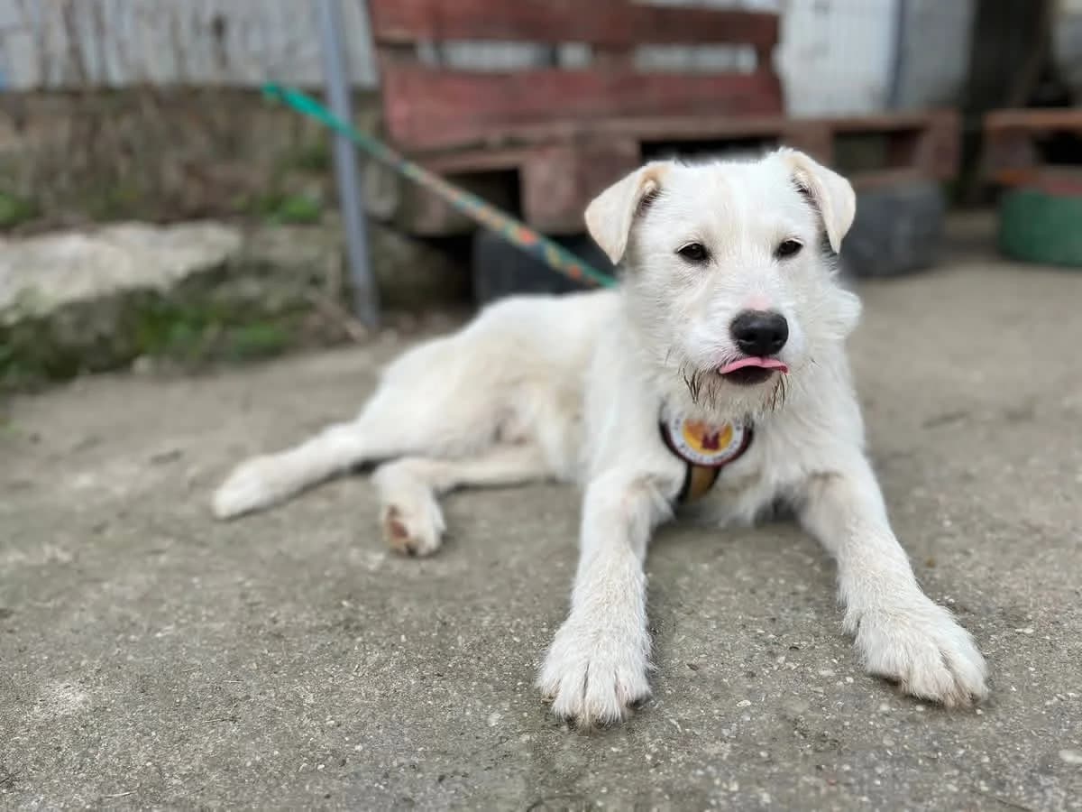 Struppi, male puppy Mixed Breed for adoption at Ein Herz für Streuner e.V., München