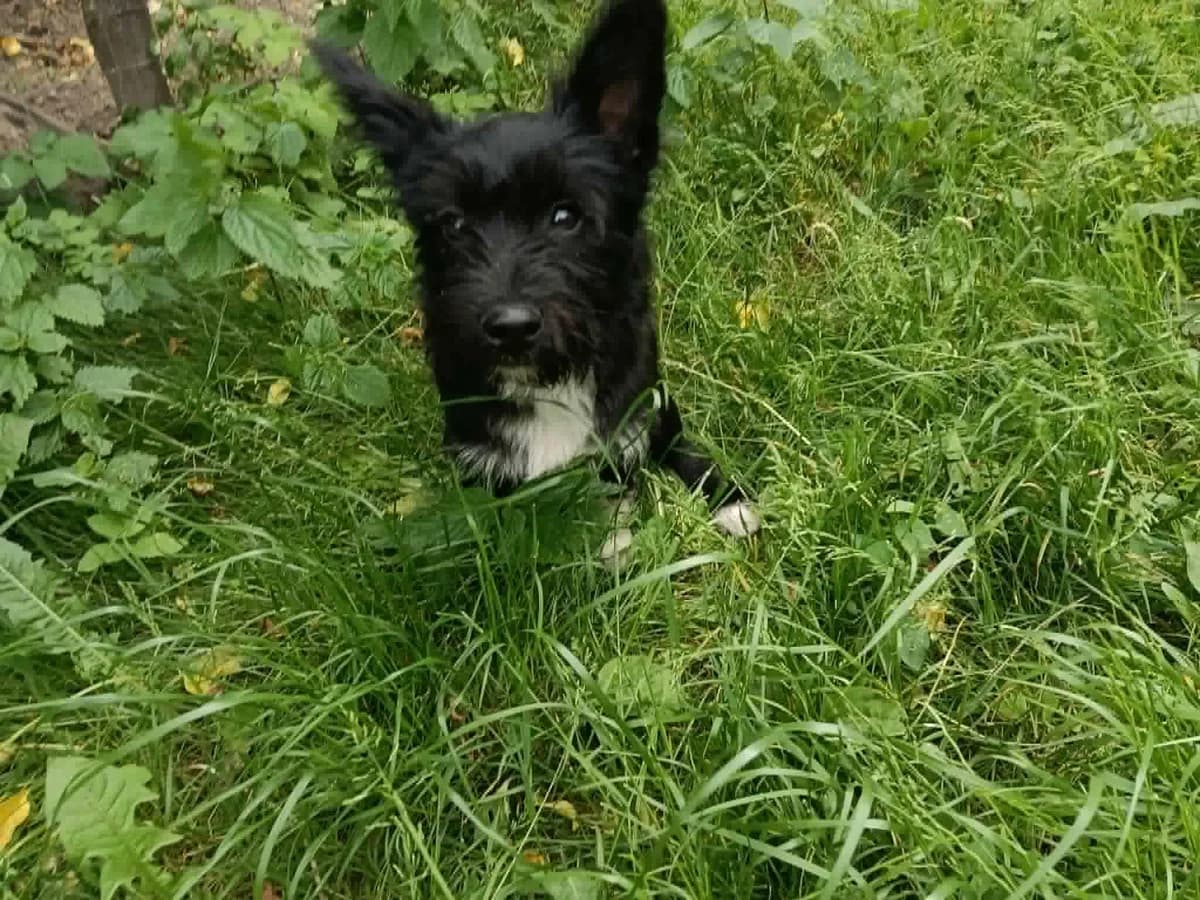 Struwel, weiß male puppy Mixed Breed for adoption at Ein Herz für Streuner e.V., München