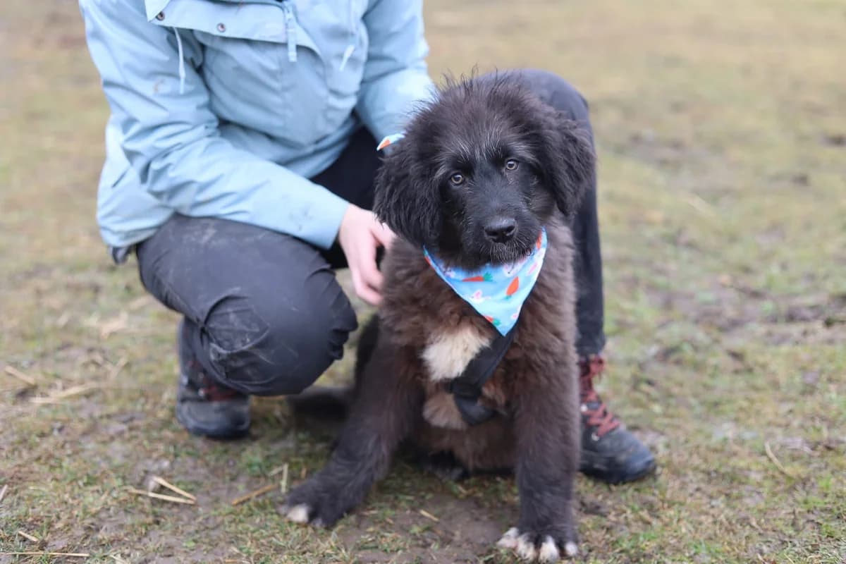 Struwwel, male puppy Mixed Breed for adoption at Ein Herz für Streuner e.V., München