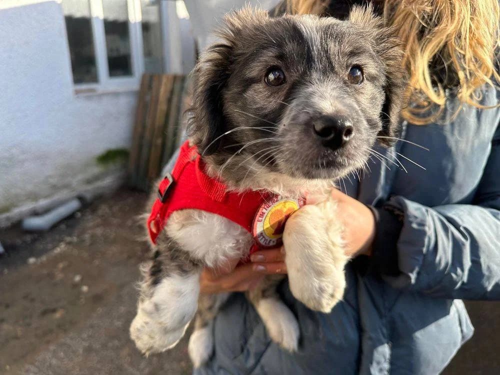 Stups, female puppy Mixed Breed for adoption at Ein Herz für Streuner e.V., München