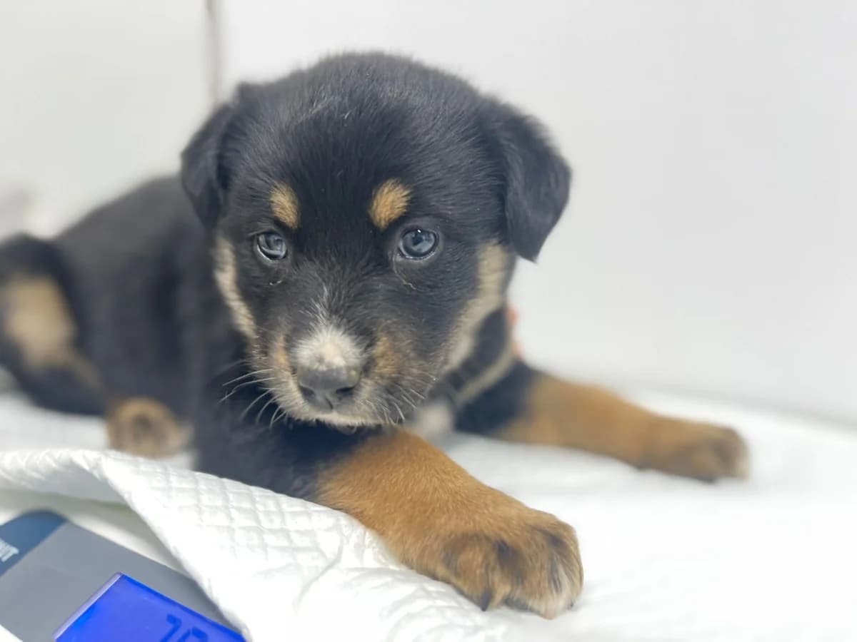 Stups, weiß female puppy Mixed Breed for adoption at Ein Herz für Streuner e.V., München