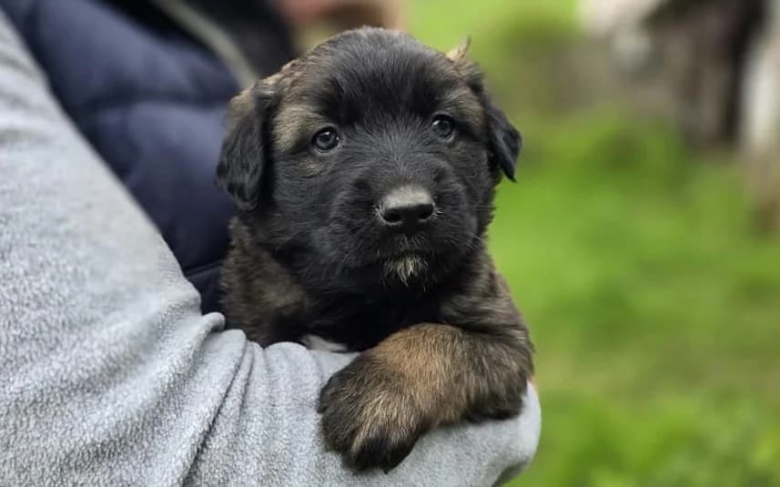 Stupsi, schwarz male puppy Mixed Breed for adoption at Ein Herz für Streuner e.V., München