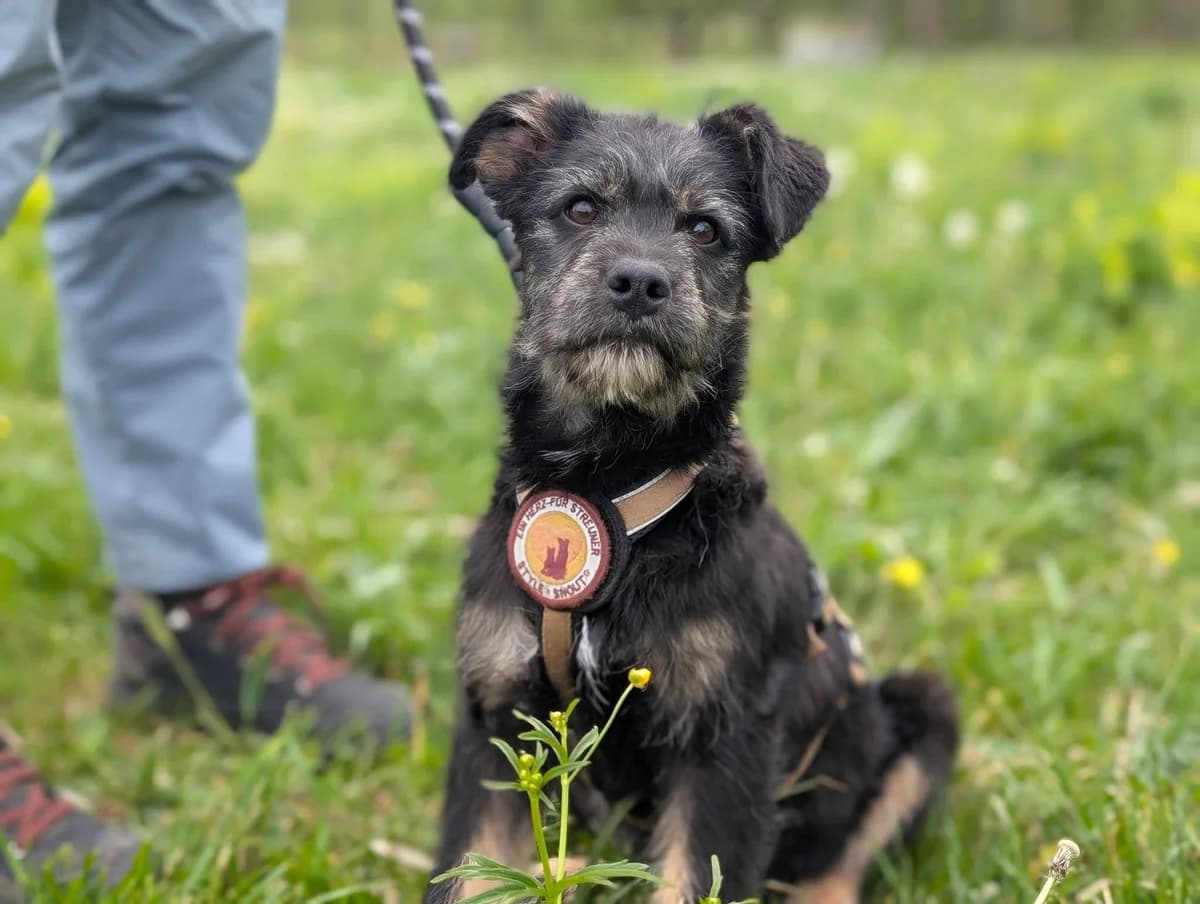 Subwoofer, male puppy Mixed Breed for adoption at Ein Herz für Streuner e.V., München