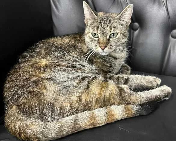 Sue, female 5yo Mixed Breed for adoption at Ein Herz für Streuner e.V., München
