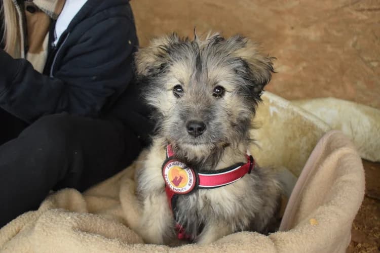 SÜNtje, female puppy Mixed Breed for adoption at Ein Herz für Streuner e.V., München
