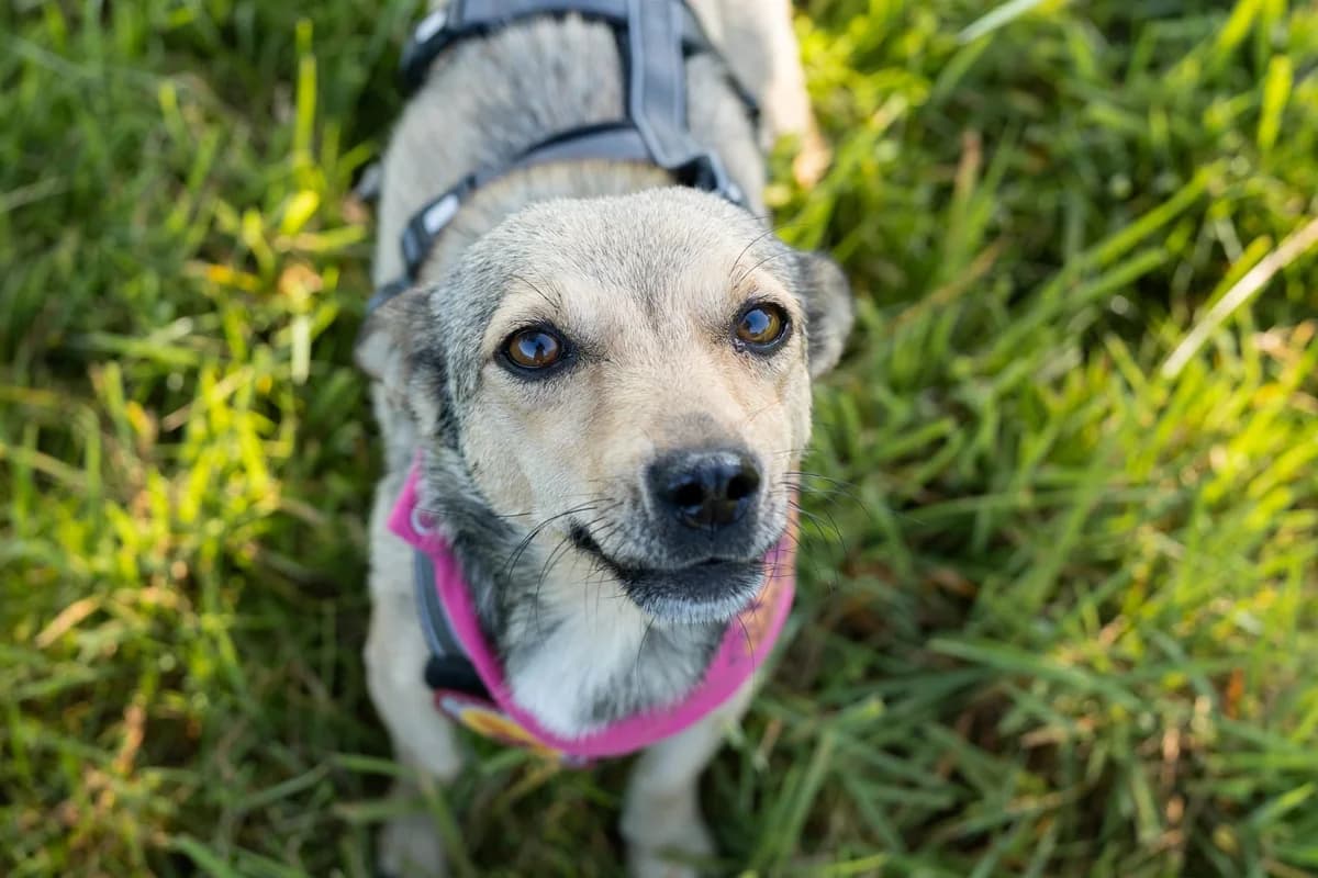 Sugar, female 3yo Mixed Breed for adoption at Ein Herz für Streuner e.V., München
