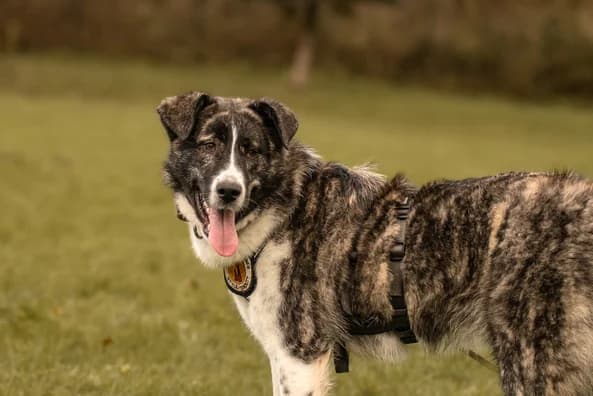 Sugar, female 5yo Mixed Breed for adoption at Ein Herz für Streuner e.V., München
