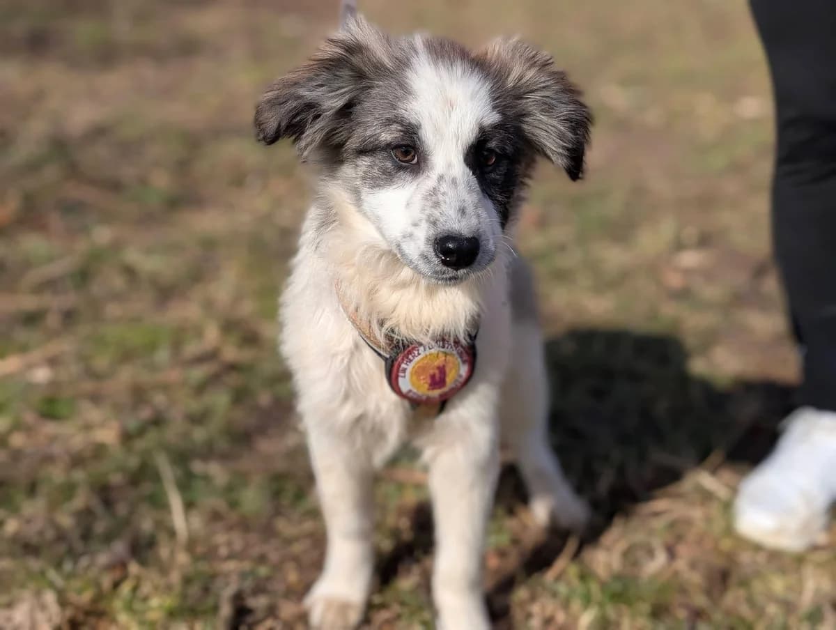 Sugar, female puppy Mixed Breed for adoption at Ein Herz für Streuner e.V., München