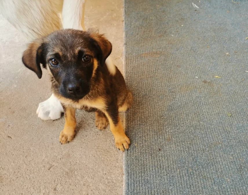 Suki, female puppy Mixed Breed for adoption at Ein Herz für Streuner e.V., München