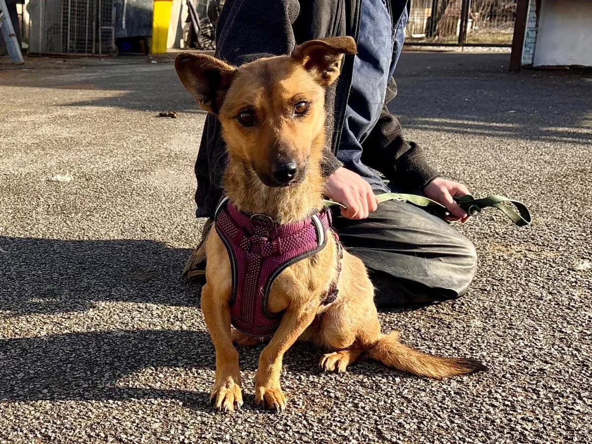 Suki, female 4yo Mixed Breed for adoption at Ein Herz für Streuner e.V., München