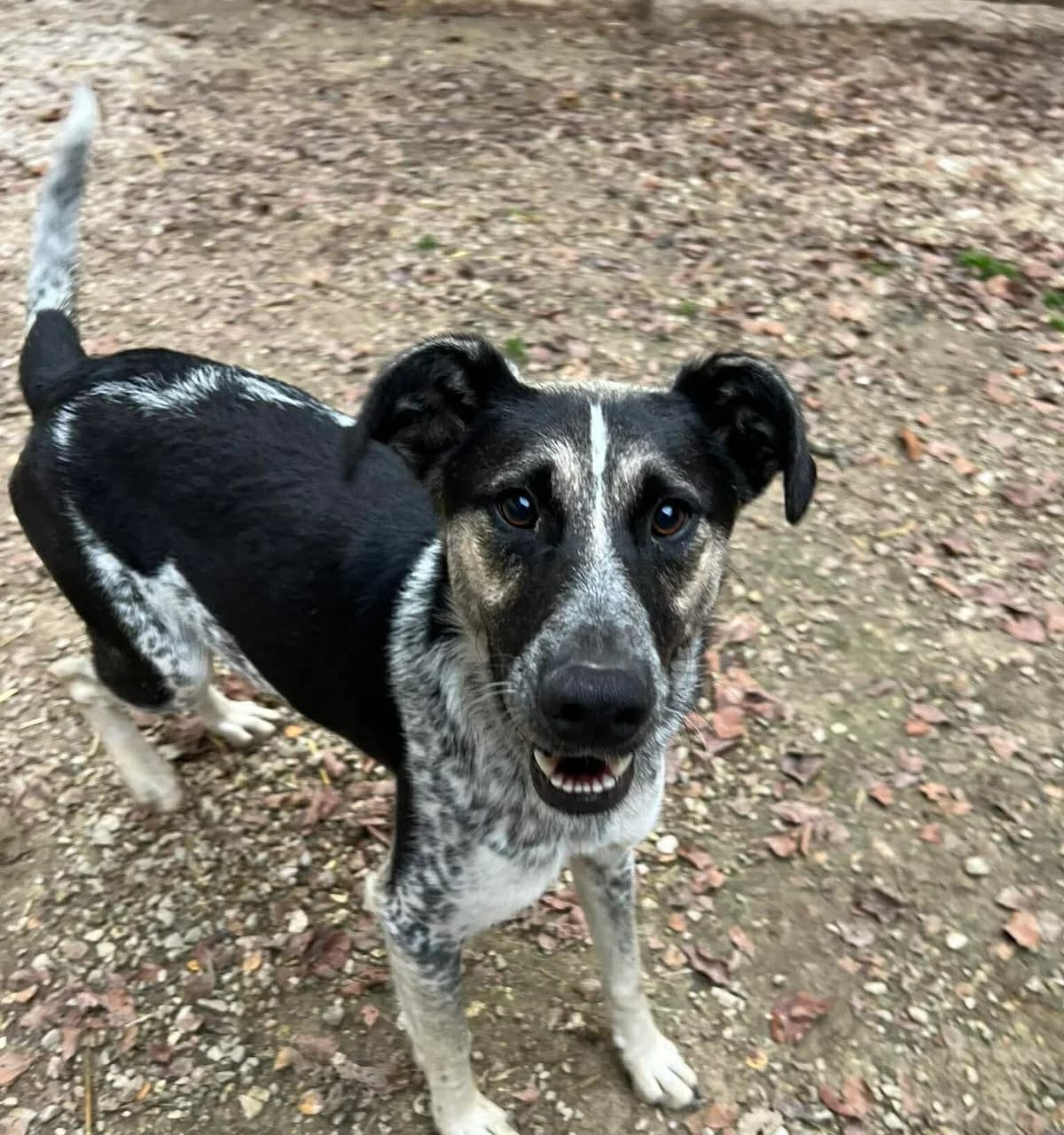 Suki, braun female 5yo Mixed Breed for adoption at Ein Herz für Streuner e.V., München