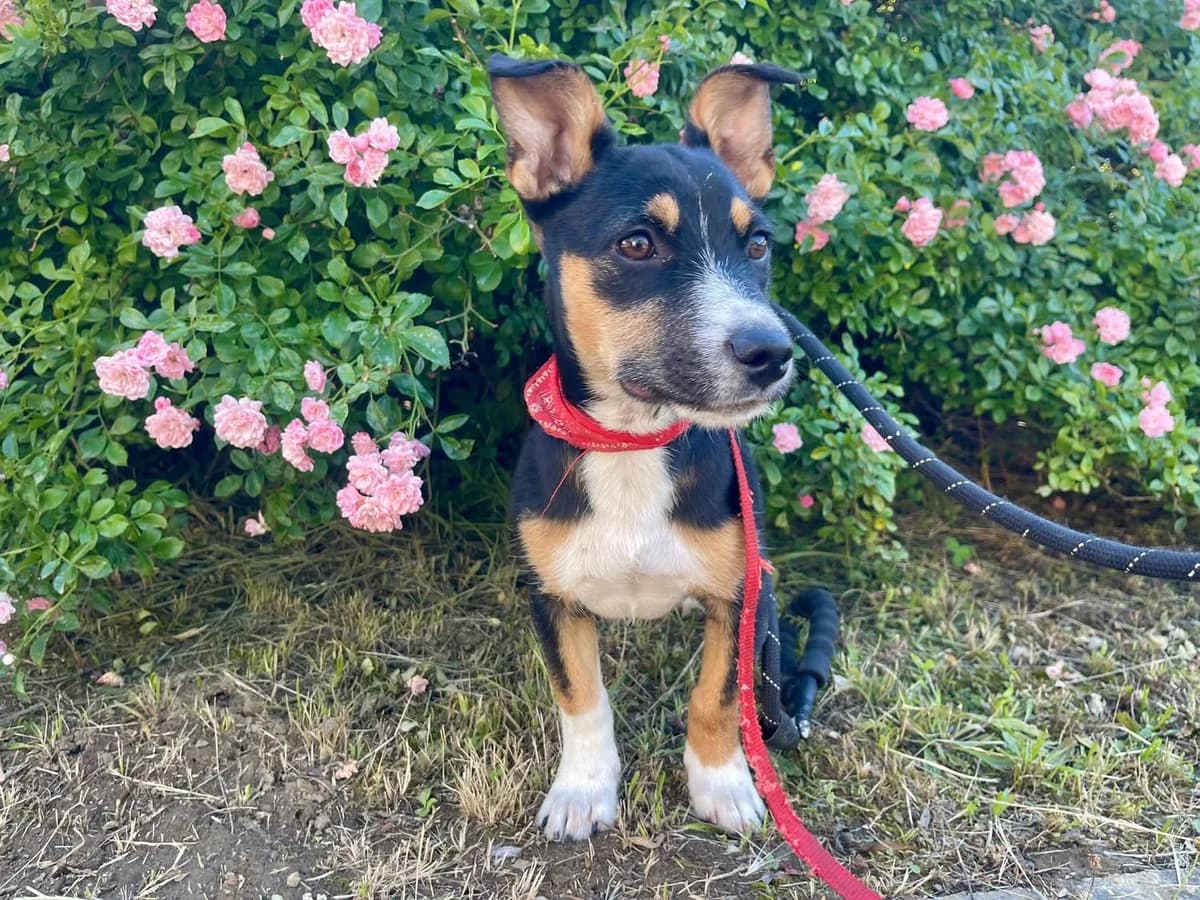 Suki, female puppy Mixed Breed for adoption at Ein Herz für Streuner e.V., München