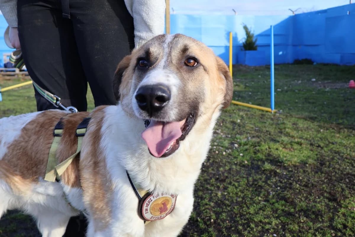 Sullivan, braun male young Mixed Breed for adoption at Ein Herz für Streuner e.V., München