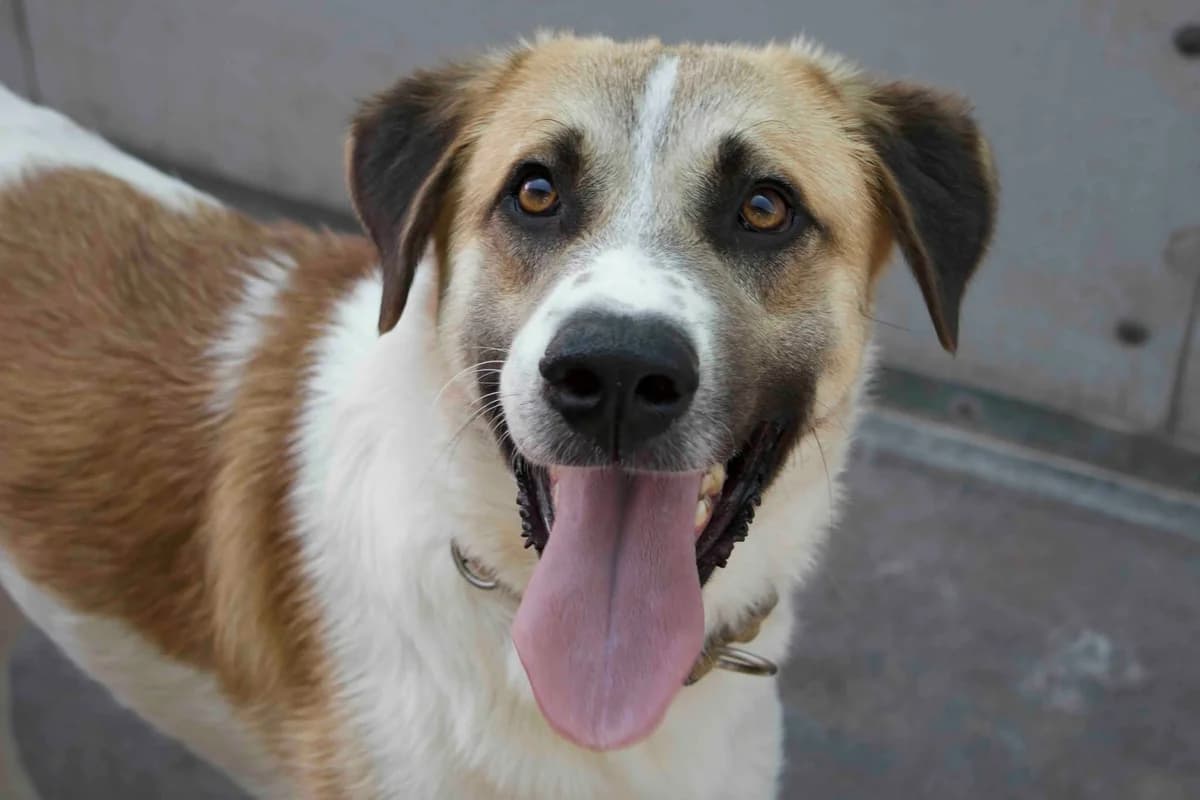 Sullivan, weiß male 5yo Mixed Breed for adoption at Ein Herz für Streuner e.V., München