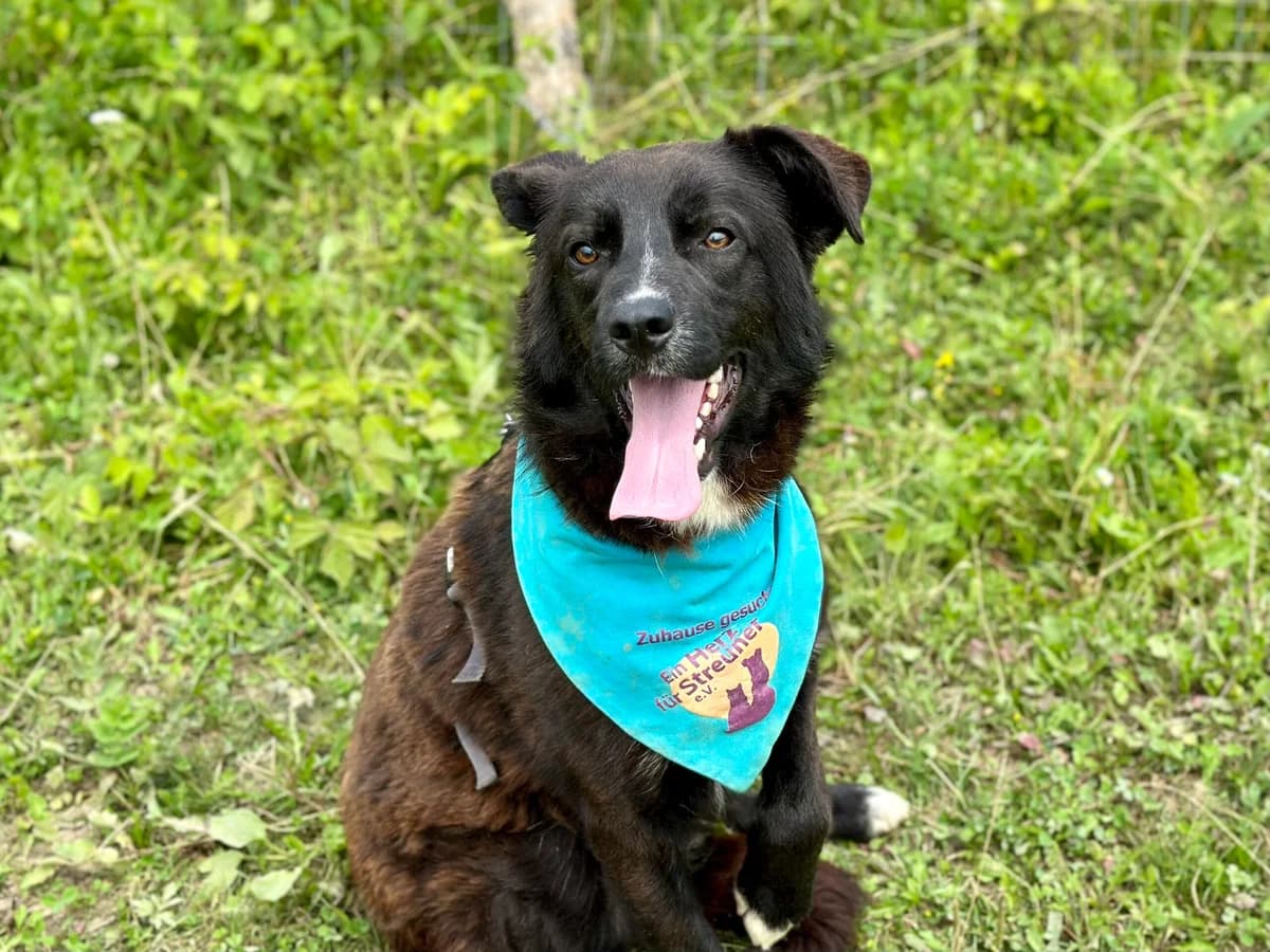 Sully, male young Mixed Breed for adoption at Ein Herz für Streuner e.V., München